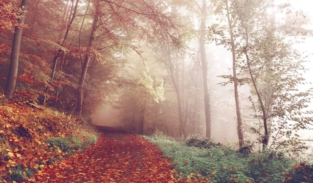 Autumn forest photography