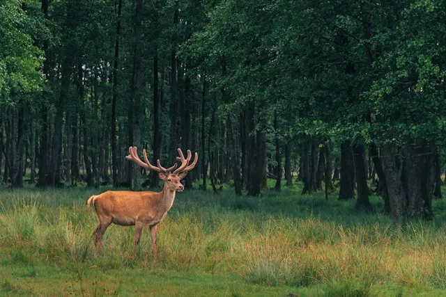 Wild deer nature photography in Scotland